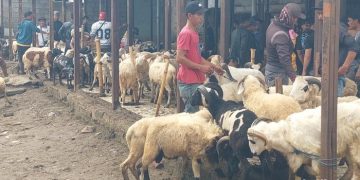 Geliat Jual Beli Domba Jelang Iduladha di Bandung Barat