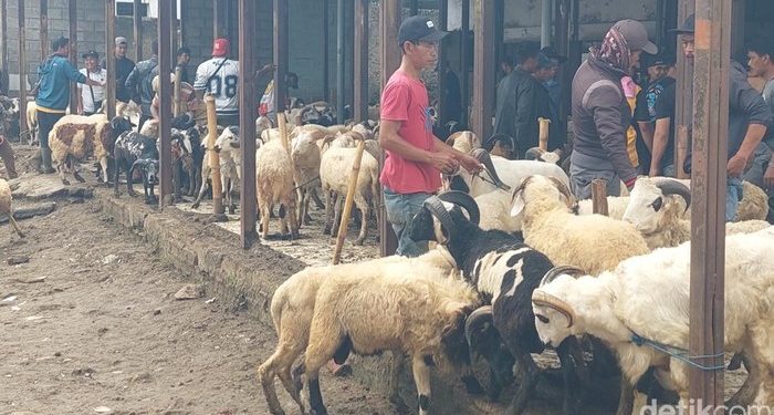 Geliat Jual Beli Domba Jelang Iduladha di Bandung Barat